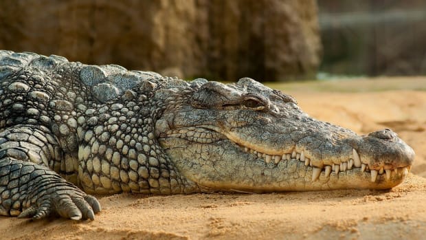 11-Foot Crocodile Kills 47-Year-Old Australian Man Promo Image
