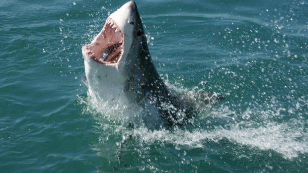 Two Suspects Deny Being Man In Viral Shark Photo (Photos) Promo Image