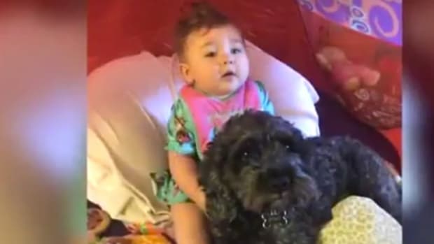 Dog Dies After Shielding Baby In Home Fire (Video) Promo Image