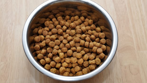 Dog Food Recalled After Deadly Sedative Found  Promo Image