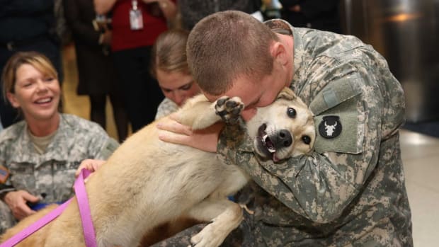 Soldiers And Dogs Share Heart-Melting Reunions (Video) Promo Image