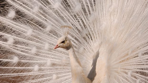 Peacock Surprises Viewers With Stunning Feather Display (Video) Promo Image