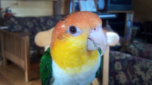 This Bird Loves Its Paper Towel More Than Anything (Video) Promo Image