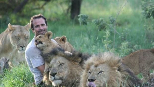 Lioness Trusts Man With Her Newborn Cubs (Video) Promo Image