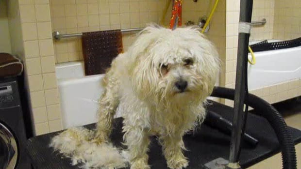 Dog Rescued Just One Hour Before Euthanasia (Video) Promo Image