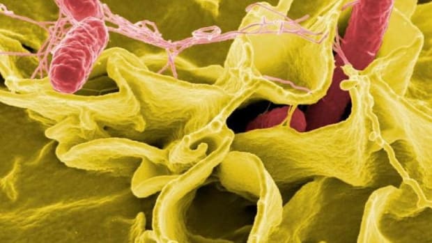 Frito-Lay Issues Recall Citing Salmonella Concerns Promo Image