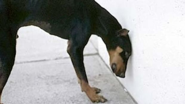 If Your Dog Starts Pressing Its Head Against The Wall, Go To The Vet ASAP; Here's Why Promo Image