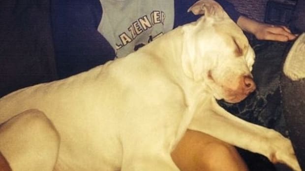 Pit Bull Going Home After Saving Young Boy's Life (Photo) Promo Image