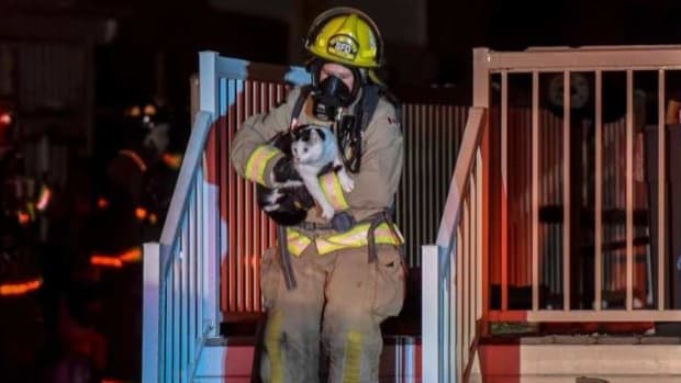 Family Escapes House Fire Thanks To Cat Promo Image
