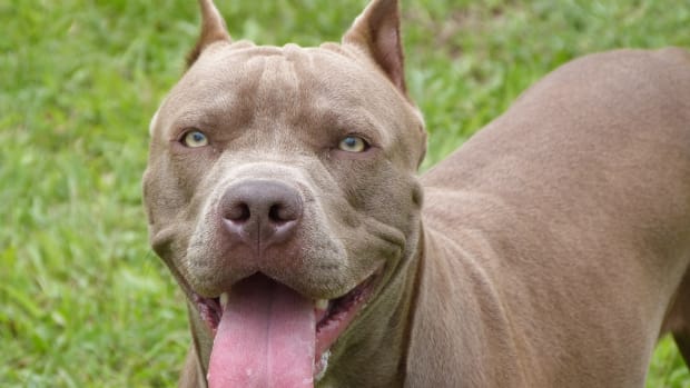 Man Attacked By Pit Bulls While Trying To Save Dog (Video) Promo Image