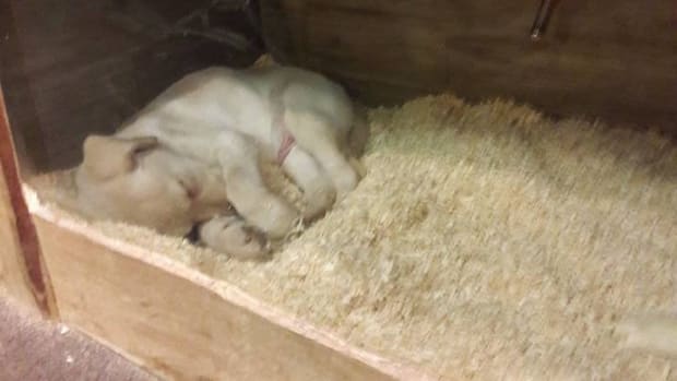 Caged Puppies Found Unresponsive In Ohio Pet Shop (Video) Promo Image