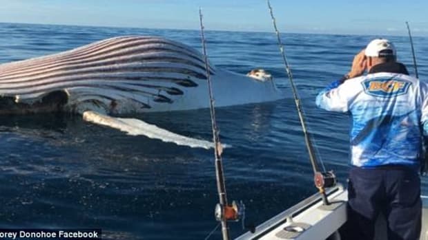 Fishermen Discover 'Alien' Object In Ocean (Photos) Promo Image