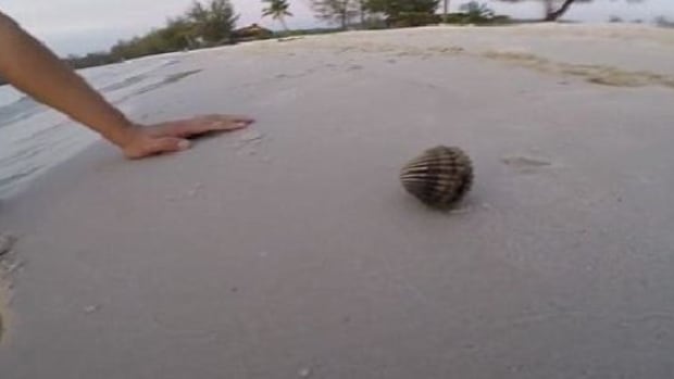 Two Men Pry Open Mysterious Shell They Found On Beach, Get Huge Surprise (Photos) Promo Image