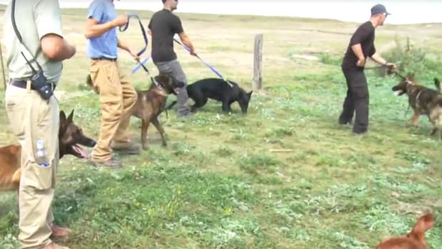 Pipeline Company Uses Dogs On Native Americans (Video) Promo Image