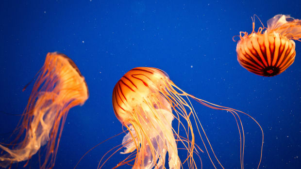 Matt Damon's Daughter Stung By Jellyfish Promo Image