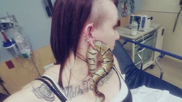  Snake Gets Stuck In Woman's Pierced Ear Promo Image