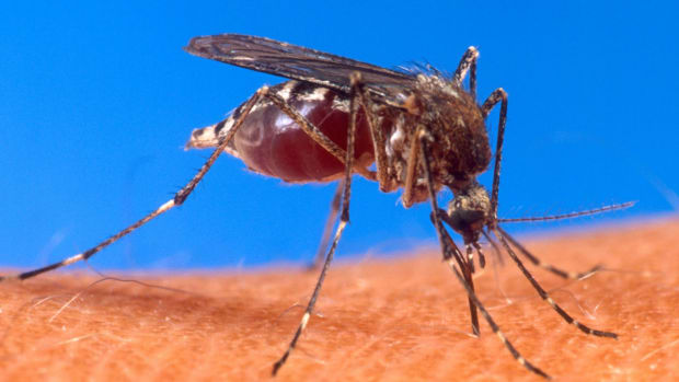 First Three Cases Of The Zika Virus In India Reported Promo Image