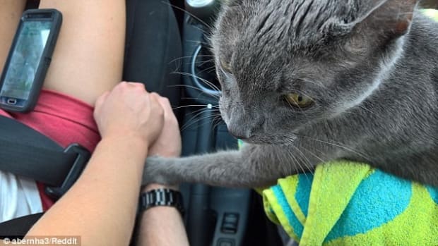 Picture Shows Cat Holding Hand Of Owner On Way To Vet Promo Image