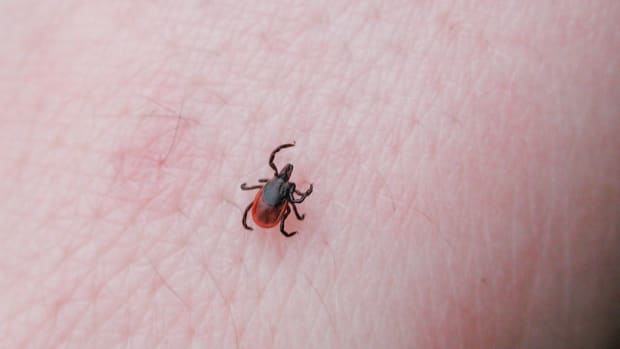 Officials Warn Of Deadly, Tick-Borne Virus Promo Image