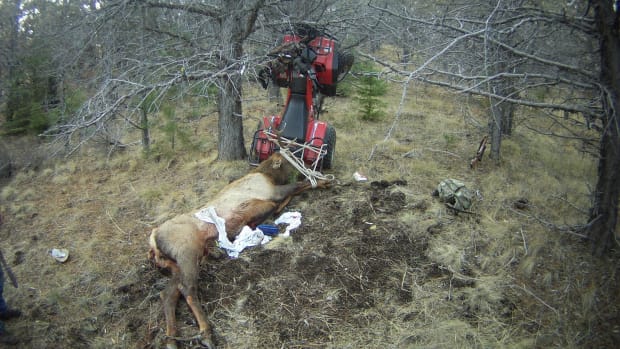 Hunter Impales Himself On Dead Elk's Horns  Promo Image