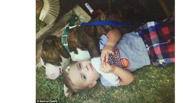 Cop Shoots Dog At Child's Birthday Party Promo Image