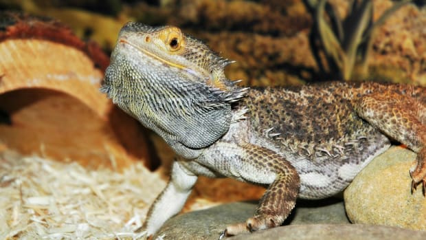 Tale Of 'Pregnant' Lizard Will Have You In Stitches Promo Image