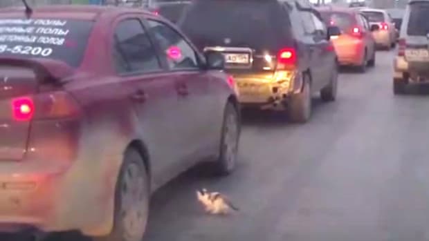 Kitten Barely Survives Rush Hour Traffic (Video) Promo Image