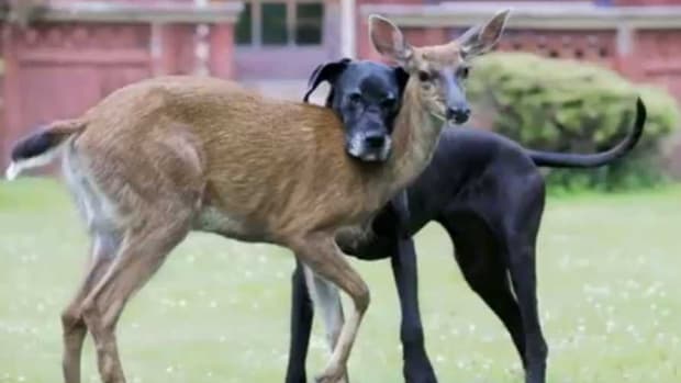 Fawn And Dog Become Best Friends (Video) Promo Image