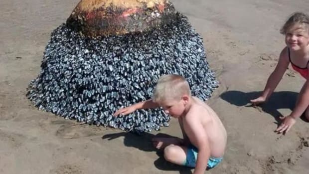 Kids Play Around Washed Up 'Buoy', Parents Quickly Realize It's Something Else Entirely (Photos) Promo Image