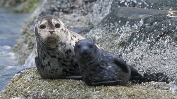 Woman's Attempt To Help Seal Ends In Its Death (Photos) Promo Image