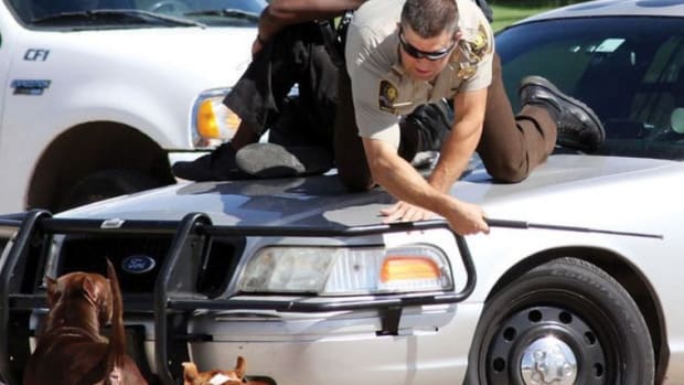 Man And Officer Seek Shelter From Pit Bulls (Photo) Promo Image