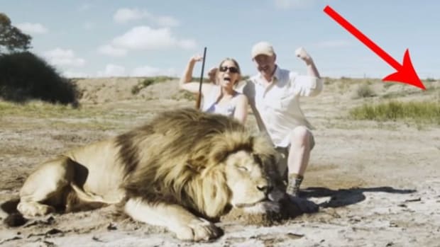 Lion Gets Revenge On Trophy Hunters (Video) Promo Image