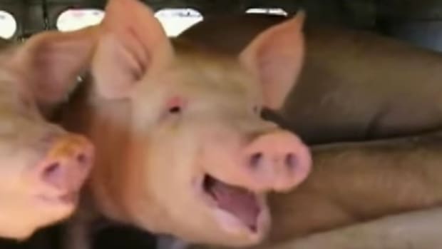 Woman Charged For Giving Water To Pigs (Video) Promo Image