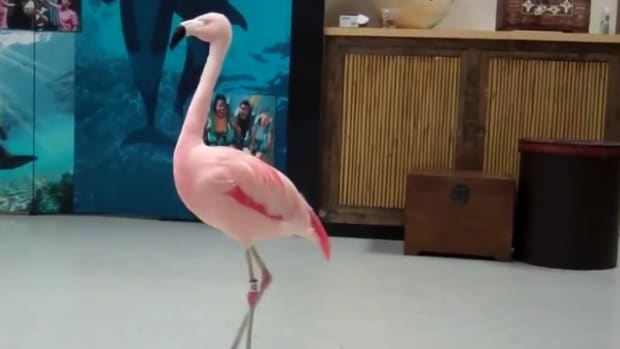 Man Kills Pinky The Dancing Flamingo In 'Senseless' Way Promo Image