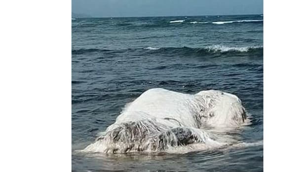 'Hairy Beast' Washes Ashore  Promo Image