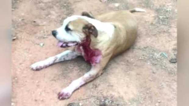 Pit Bull Saves Woman's Life Promo Image