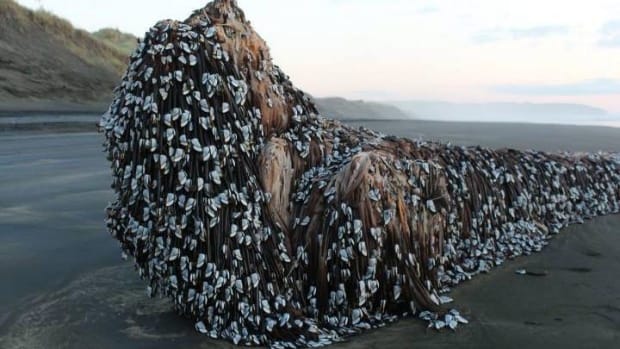 Barnacle-Covered Object on Beach Baffles New Zealanders Promo Image