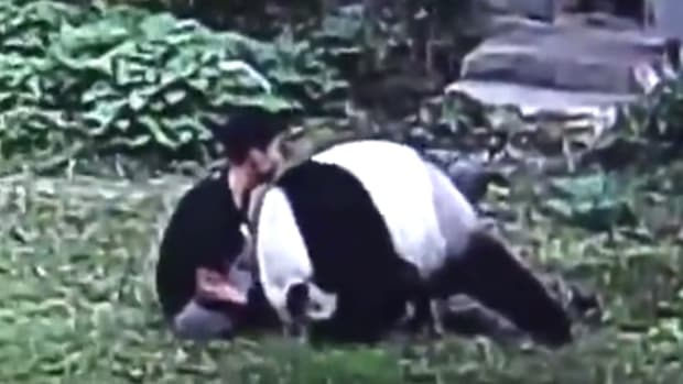 Man Picks Fight With Panda, Gets Taken Down (Video) Promo Image