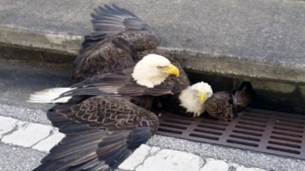 Bald Eagles Rescued From Drainage Ditch (Photos) Promo Image