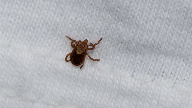 2-Year-Old Dies From Suspected Tick Bite (Photo) Promo Image