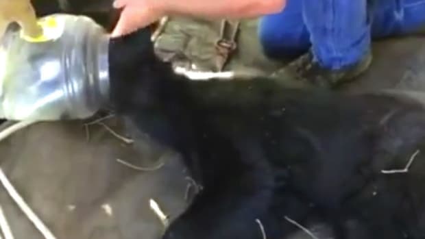 Bear With Jug Stuck On Head Is Rescued (Video) Promo Image