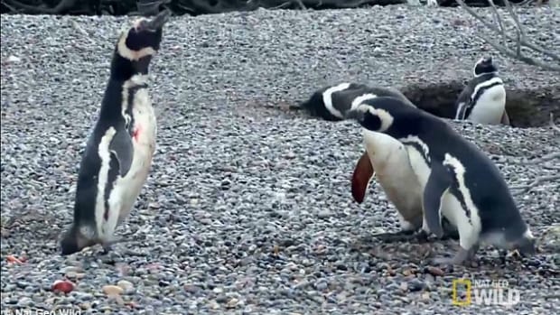 Penguin Fights Cheating Wife's Lover (Video) Promo Image