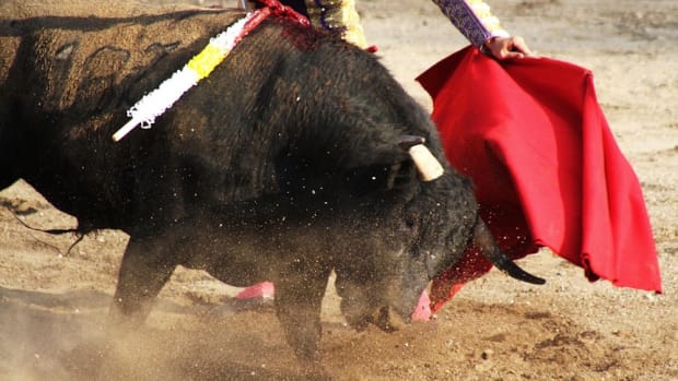 Bullfighter Suffers Rectal Damage After Being Gored Promo Image