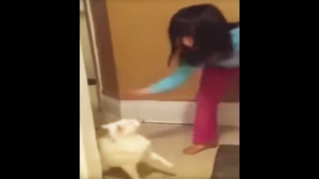 Little Girl Hits Cat, Learns Her Lesson (Video) Promo Image