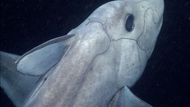 'Ghost Shark' Filmed Alive For The First Time (Video) Promo Image