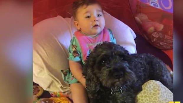 Dog Dies Protecting Baby From Fire (Video) Promo Image