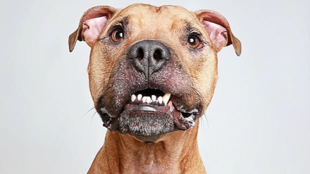 Photographer Helps 'Unadoptable' Dogs Find Homes (Photos) Promo Image