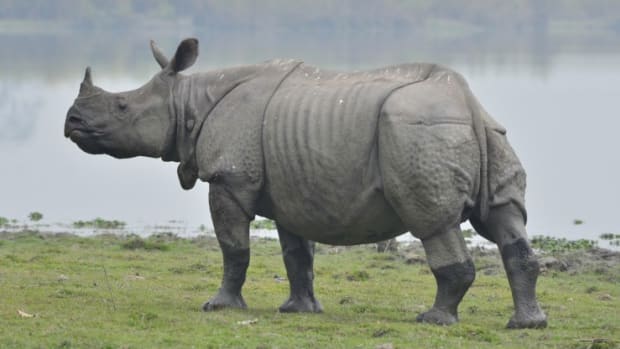 Rhino Charges Conservationists After Release Into Wild (Video) Promo Image