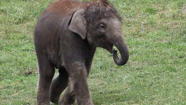 Baby Elephant Shocked To Find Woman Doesn't Have Trunk (Video) Promo Image