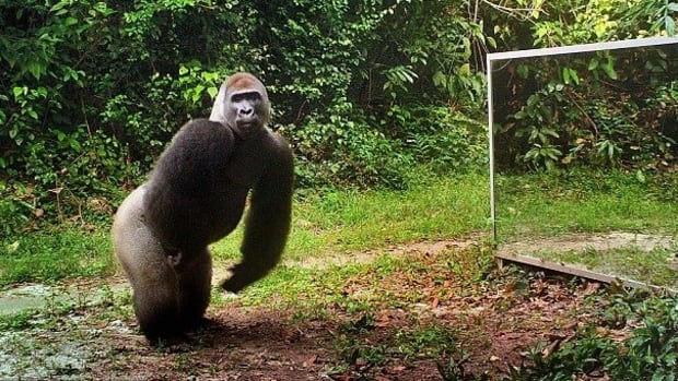Gorilla Loses It When He Sees Himself In Mirror (Video) Promo Image